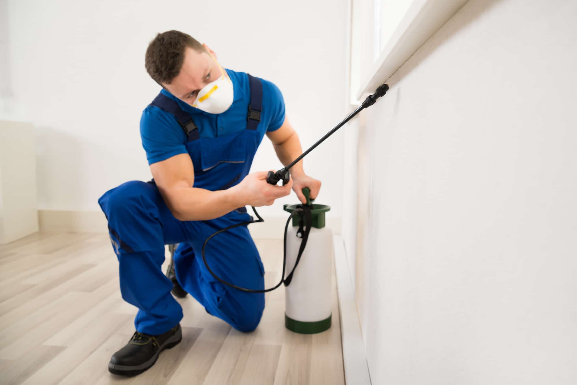 Pest Control Services: Protecting Your Property Investment and Health