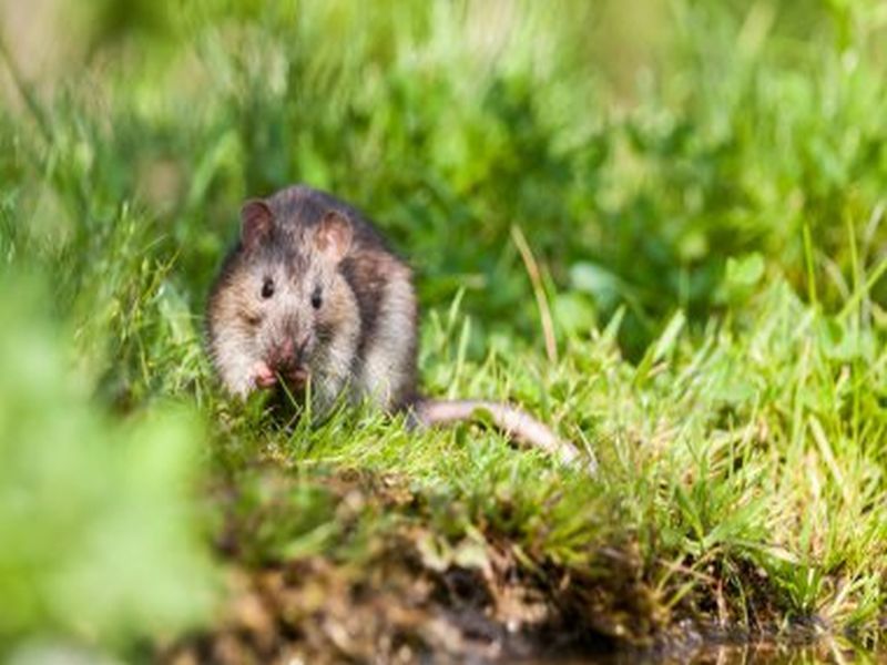 Pest Control for Rats: A Definitive Guide – Night of Ideas DC