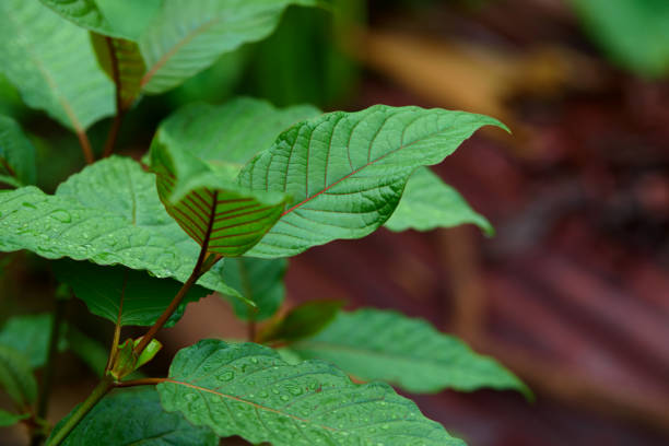 Visit Website: Explore the Best Kratom for Pain Relief